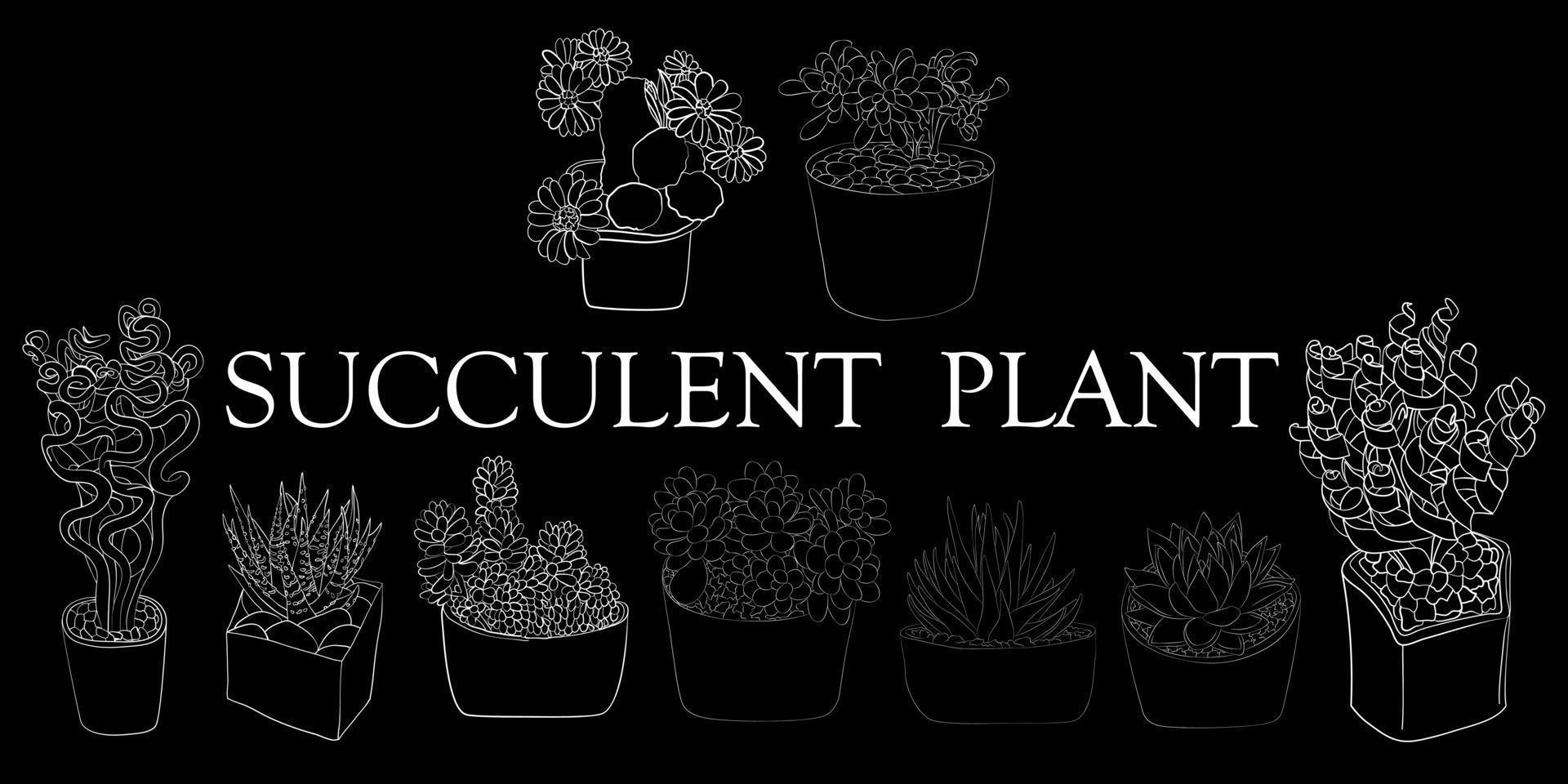 Succulent plant. Illustration of different types of succulents. Hand drawn plants. vector