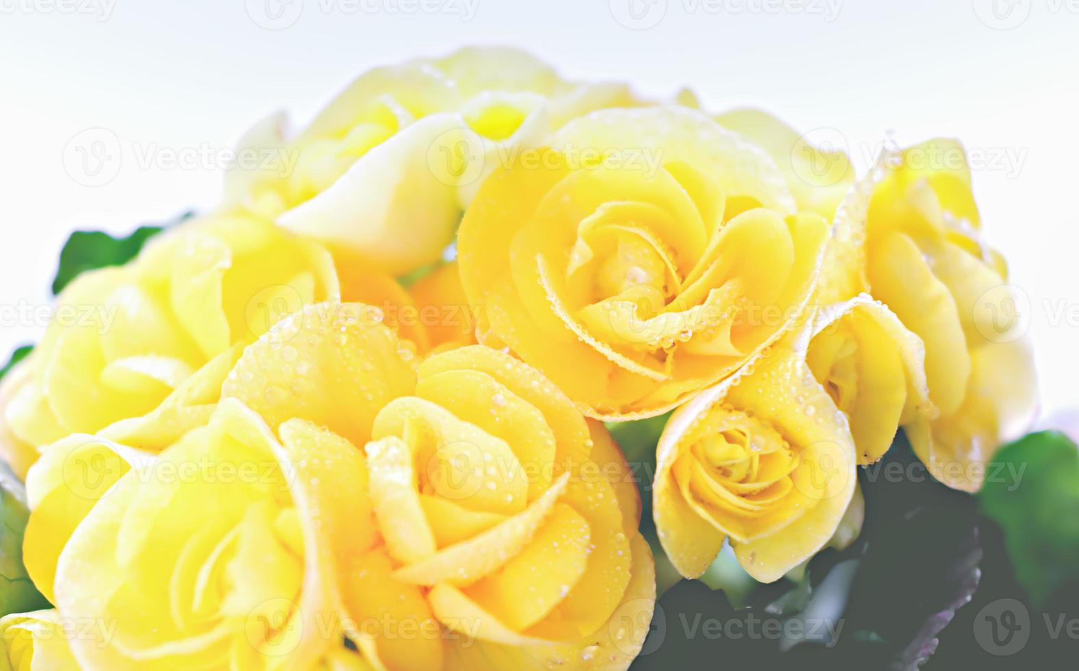 fondo floral begonia amarilla cerrar 8383877 Foto de stock en Vecteezy