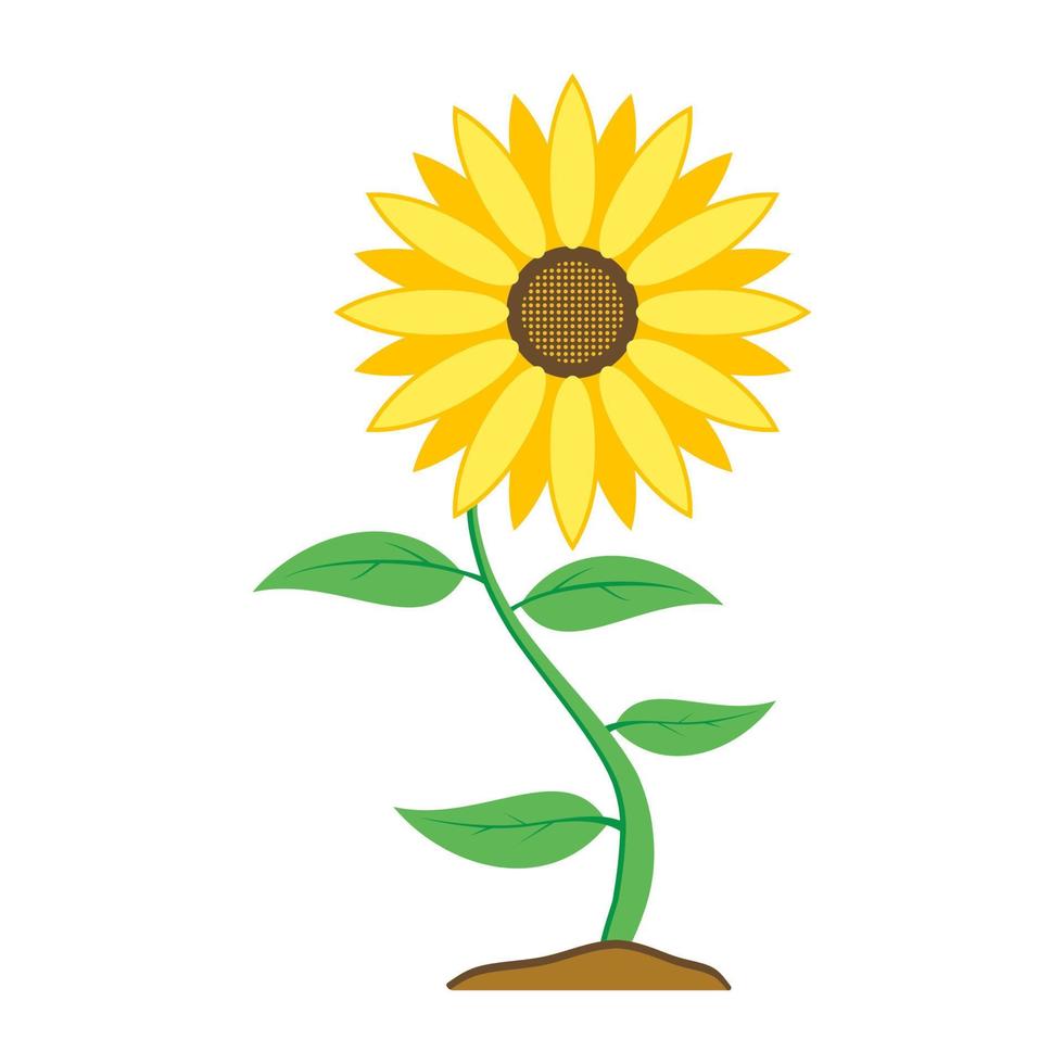 Sunflower flower with green leaves isolated on white background. vector