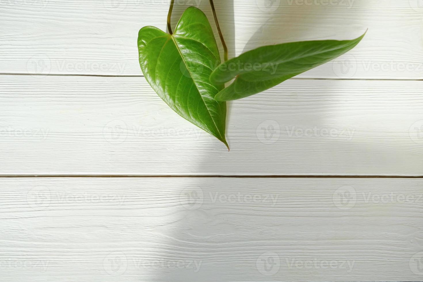 green leaves of anthurium on white wooden background. copy space, template for content. home gardening and house jungle concept photo