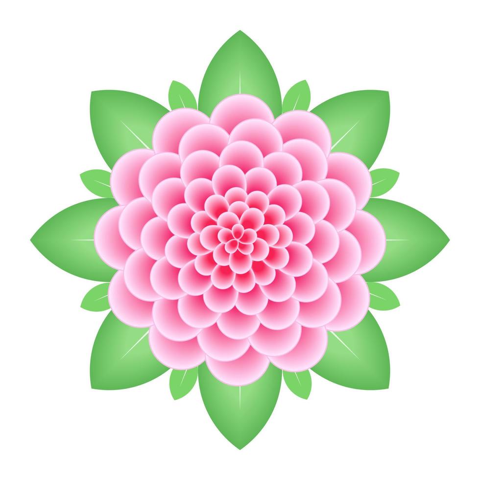 Pink dahlia flower isolated on white background. 8384254 Vector Art at