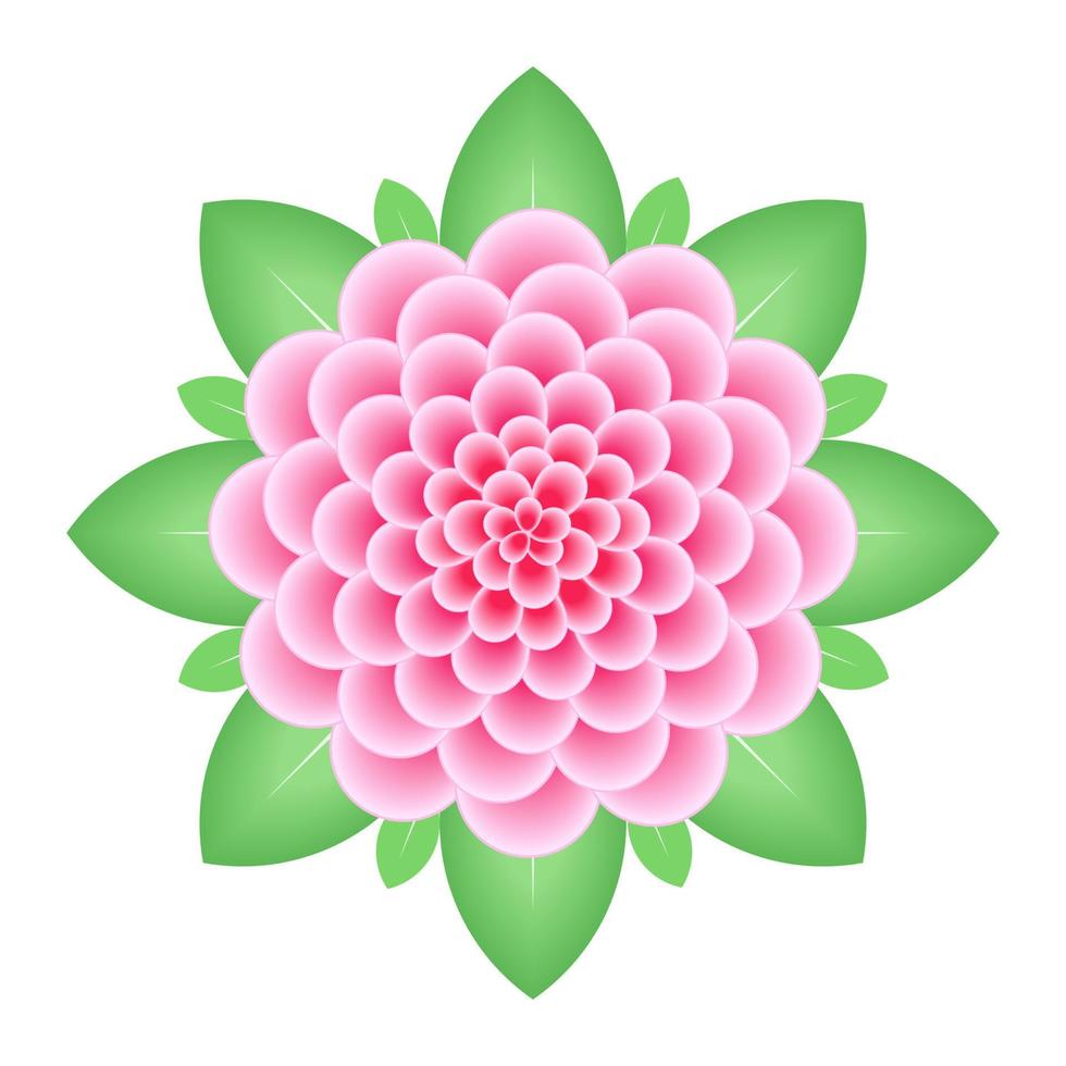 flor de dalia rosa aislada sobre fondo blanco. vector