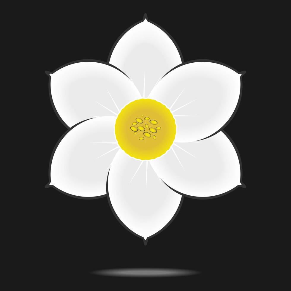 Narcissus flower isolated on black background.vector illustration vector