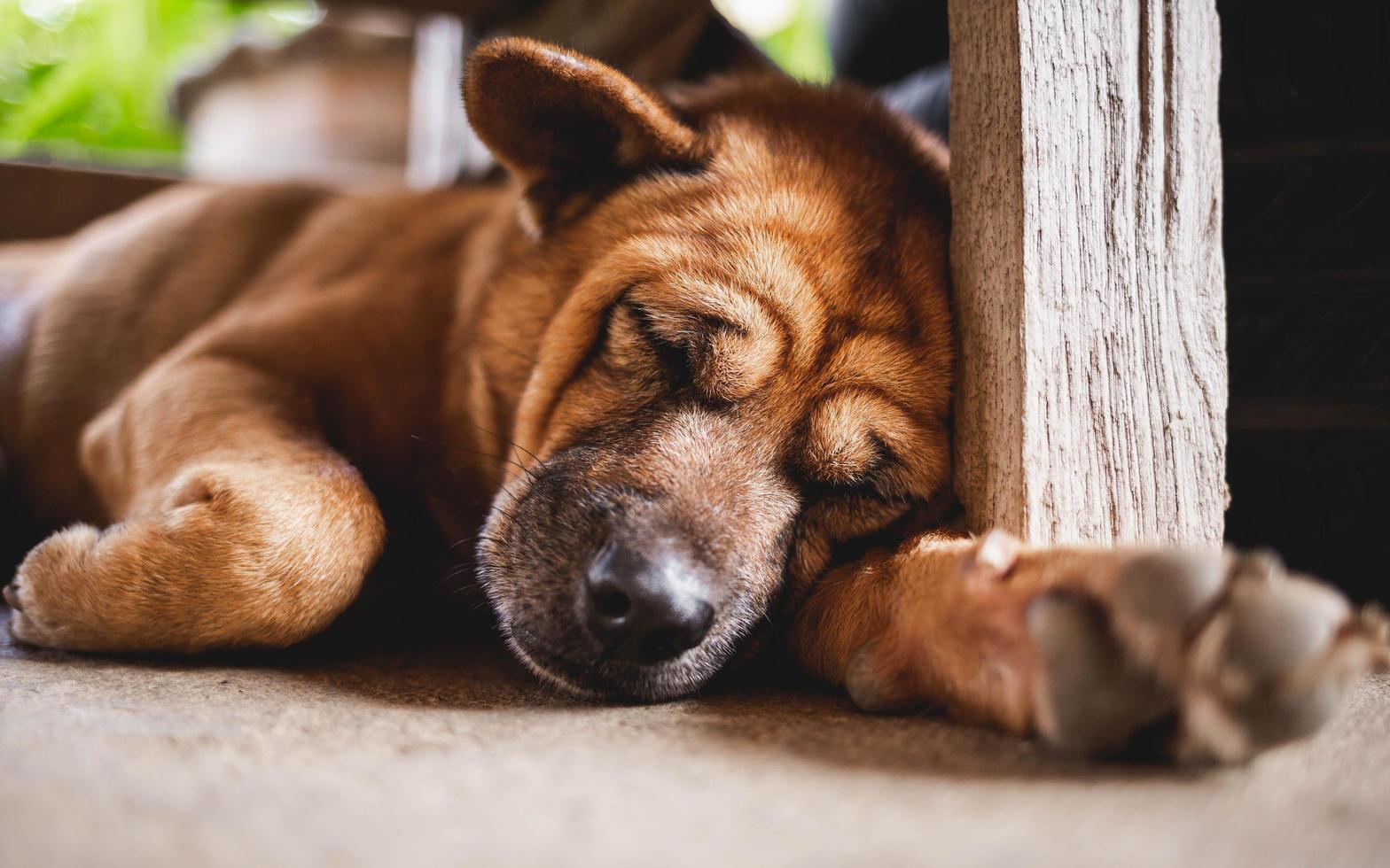 cute brown dog sleeping on the floor photo