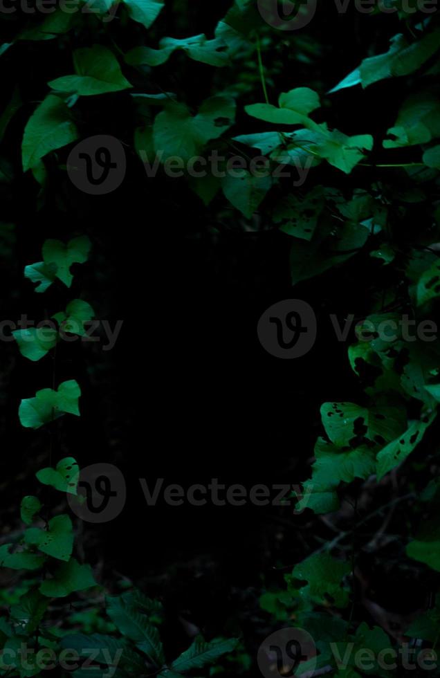 Tropical rainforest foliage plants bushes on dark background photo