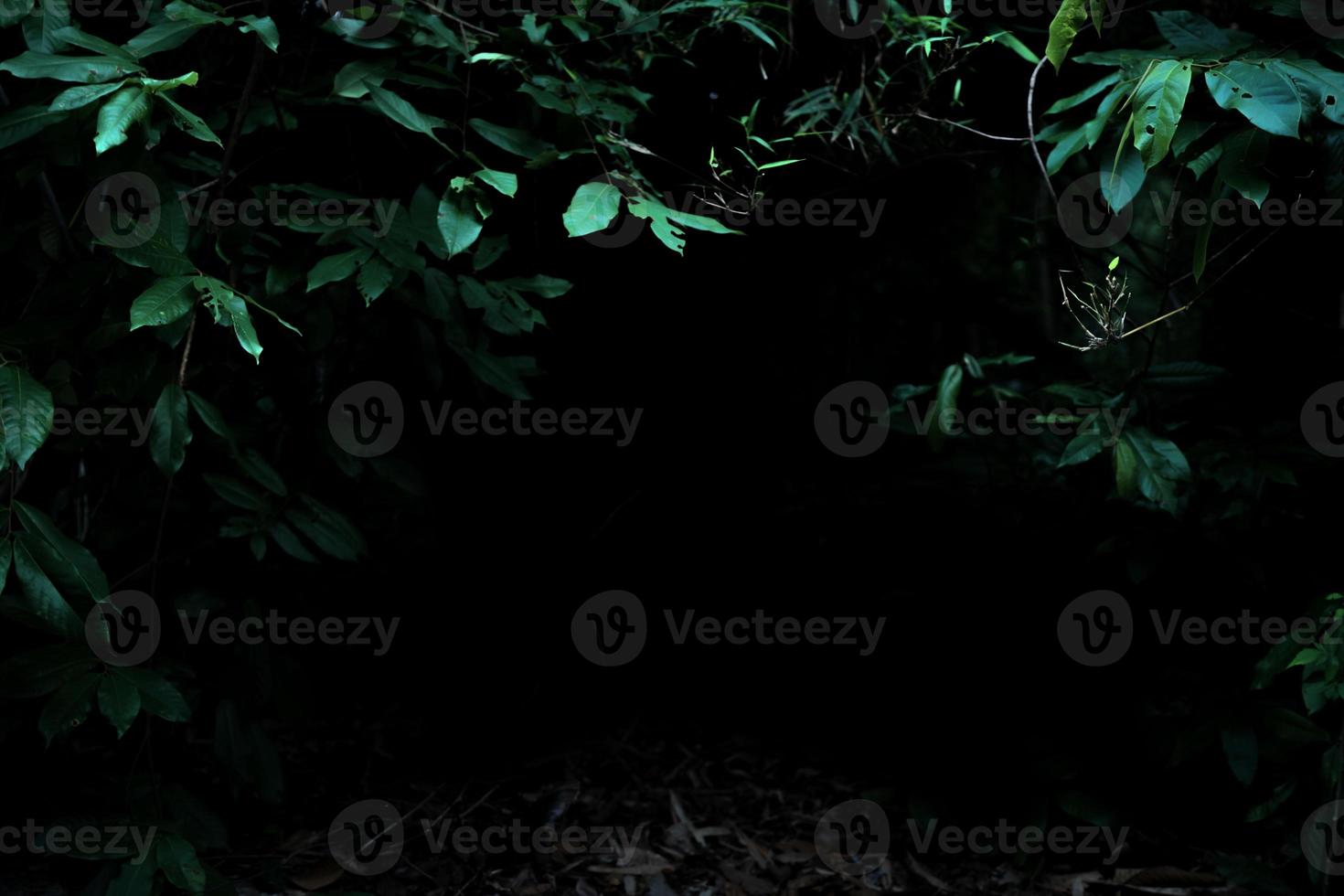 Tropical rainforest foliage plants bushes on dark background photo