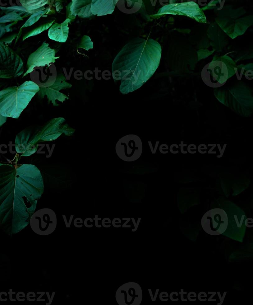 Tropical rainforest foliage plants bushes on dark background photo