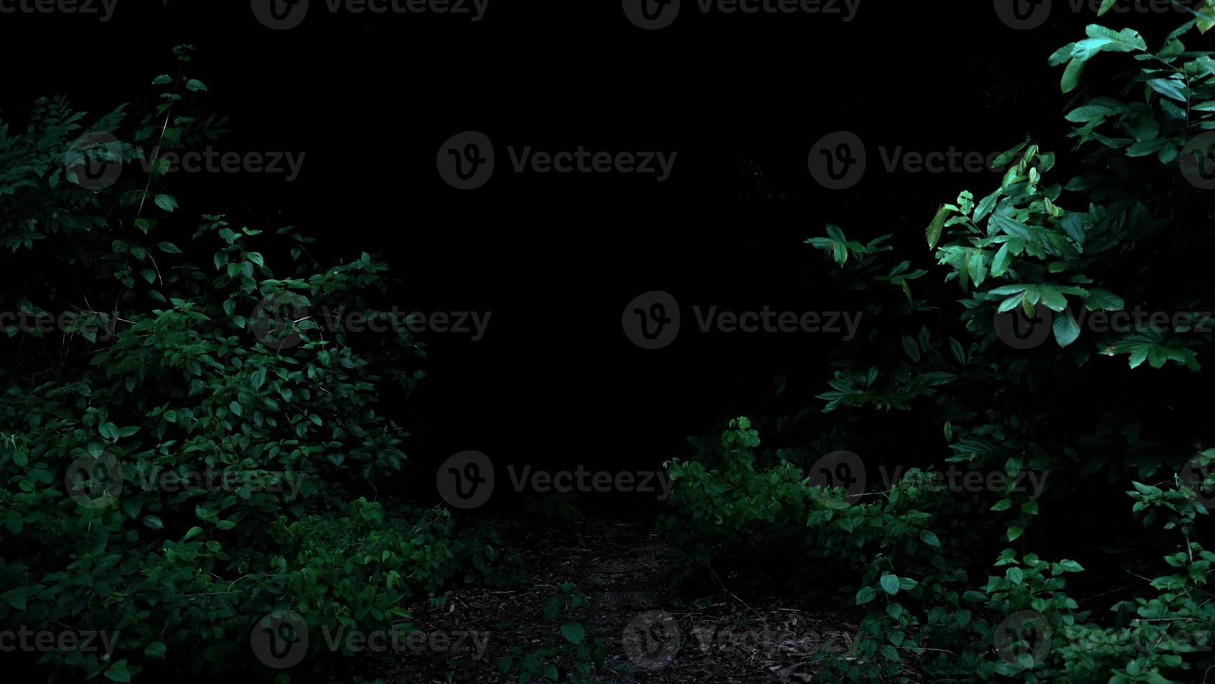 Tropical rainforest foliage plants bushes on dark background photo