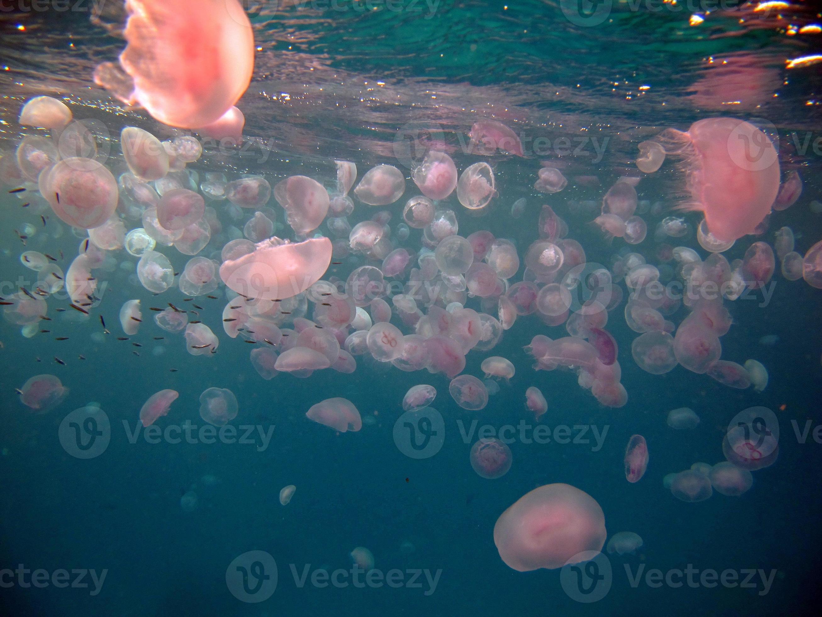 Jellyfish cauliflower or Cauliflower ellipse on the reefs of the Red