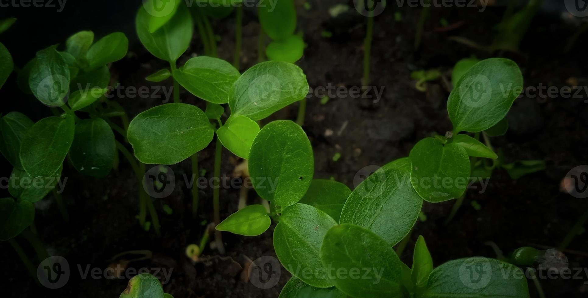 Beautiful green young shoots of carica papaya L. under the dim light condition. Suitable for magazine, promotion, backdrop, poster, science info, education, etc. photo