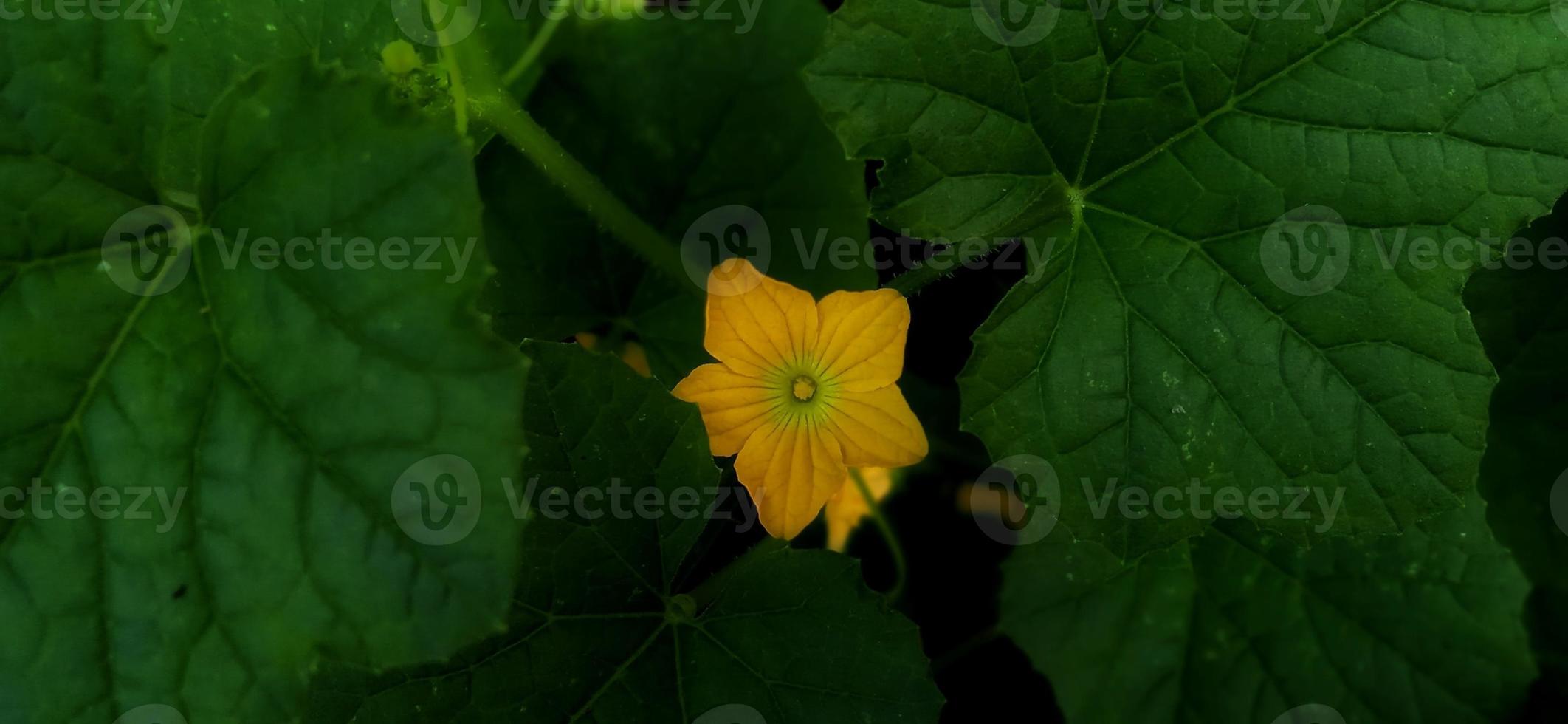 Beautiful green leaves and yellow flower of Cucumis sativus plant under the dim light condition. Suitable for magazine, promotion, backdrop, poster, science info, education, etc. photo