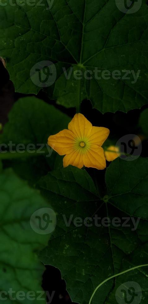 hermosas hojas verdes y flores amarillas de la planta cucumis sativus bajo condiciones de poca luz. adecuado para revista, promoción, telón de fondo, afiche, información científica, educación, etc. foto