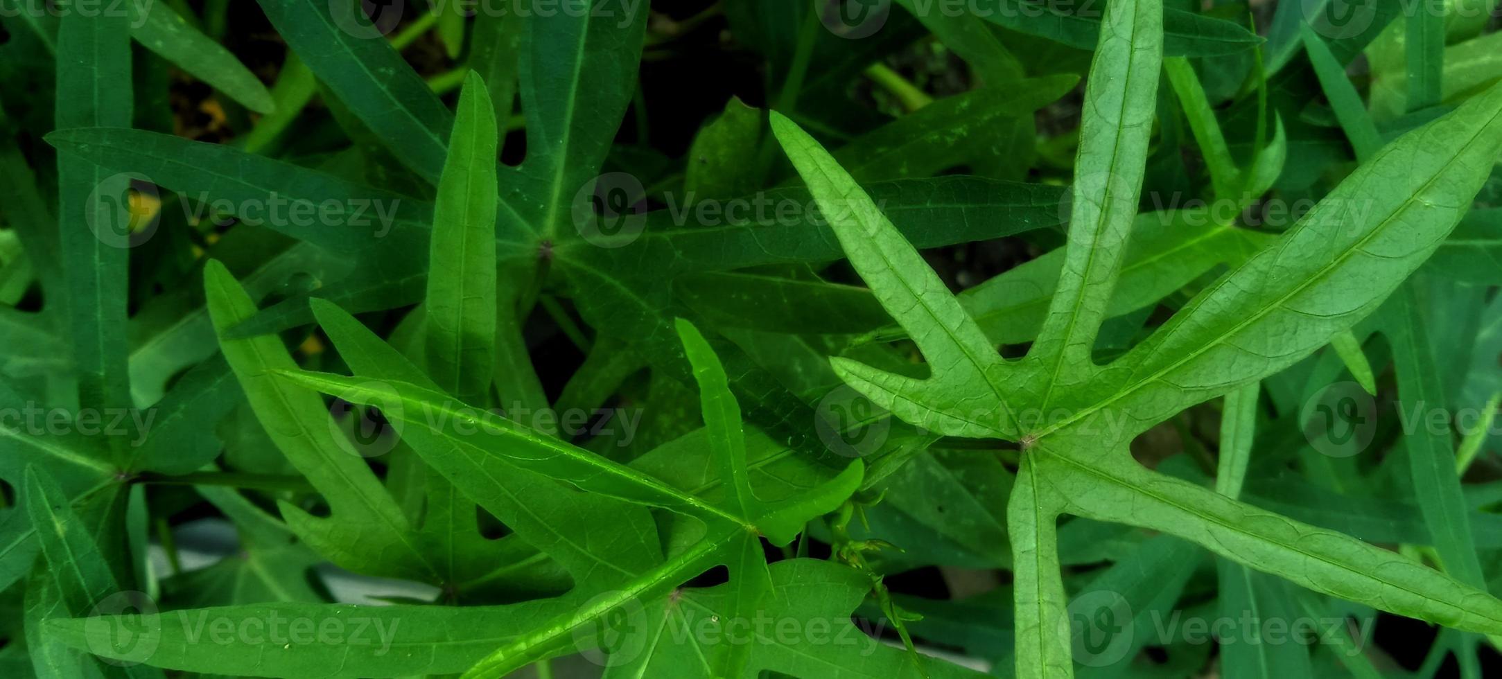 Beautiful natural green leaves background of Ipomoea batatas plant. Natural green background design. Green leaves. Suitable for magazine, promotion, backdrop, poster, science info, education, etc. photo