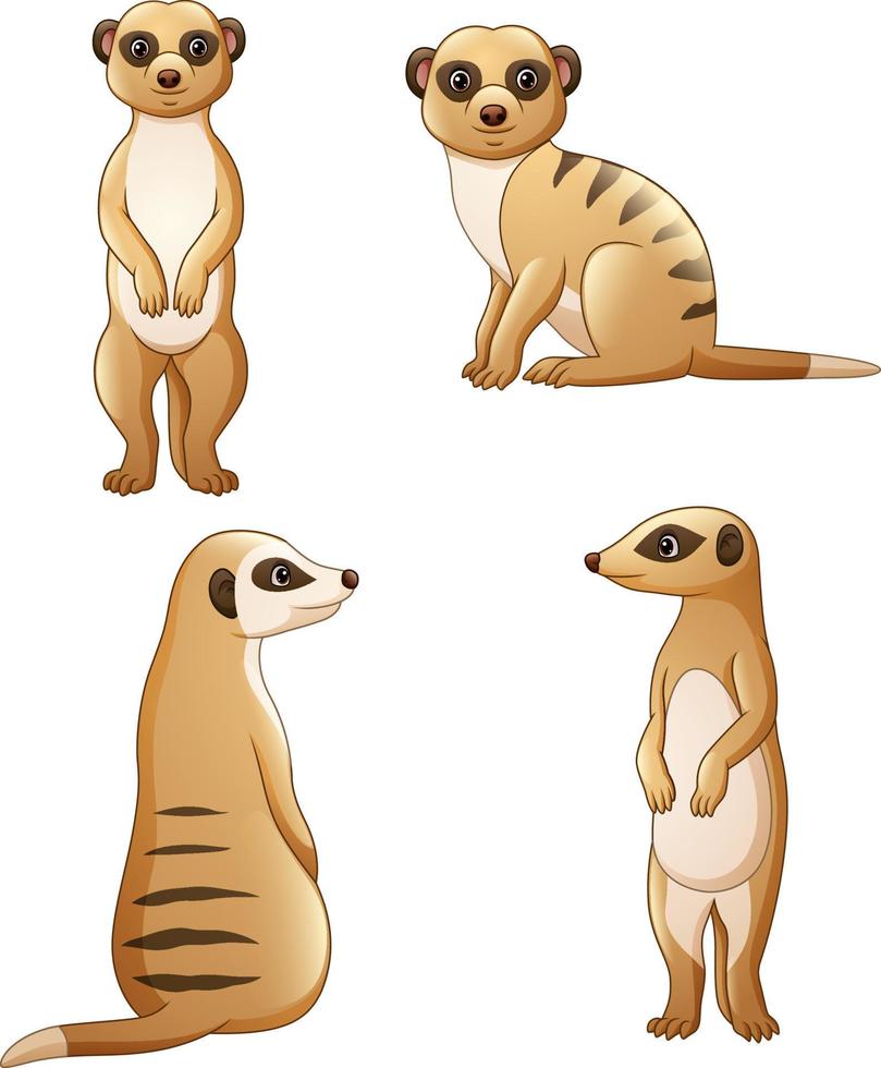 suricata de dibujos animados en pose diferente vector