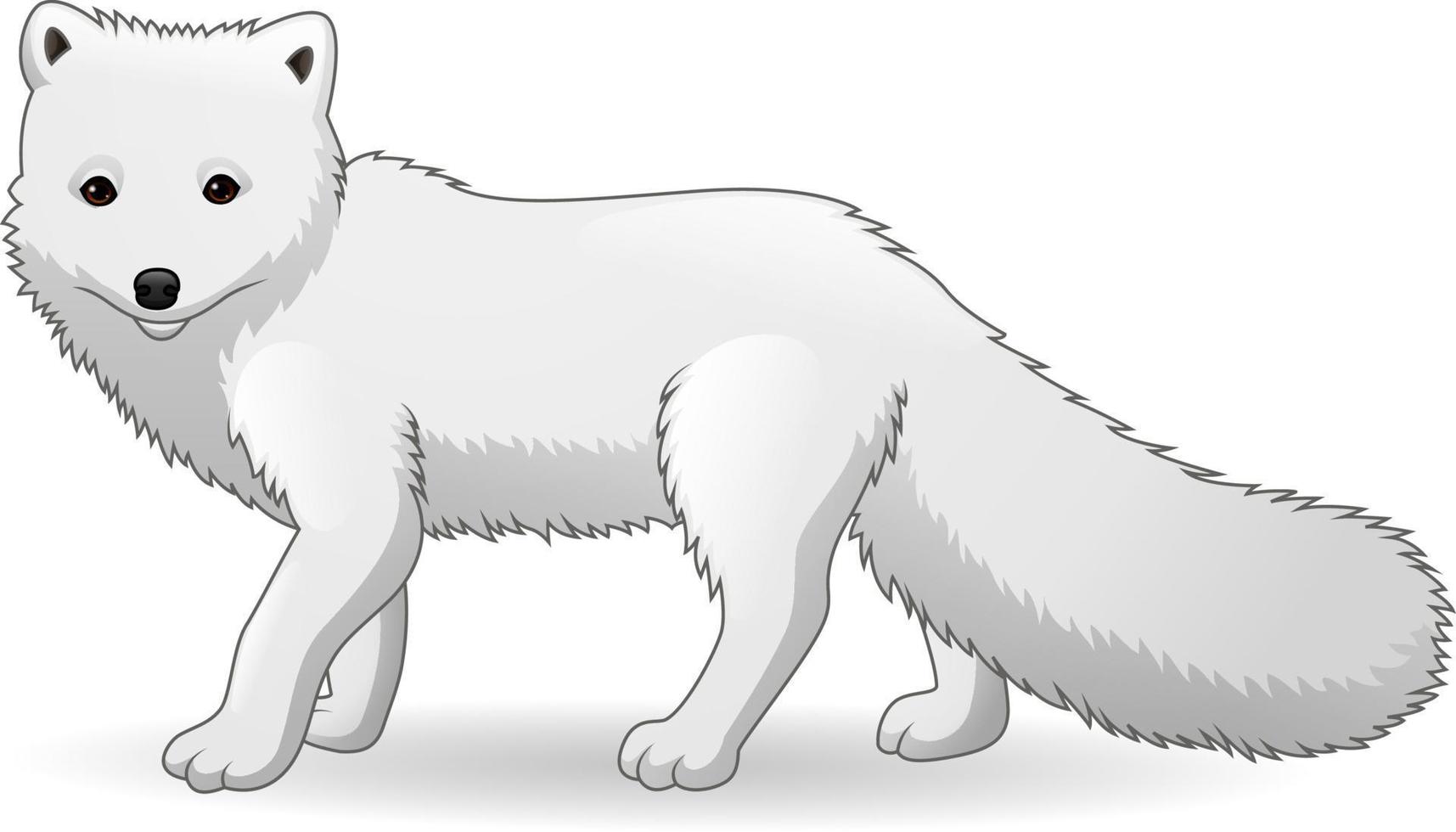 Cartoon Arctic Fox isolated on white background vector