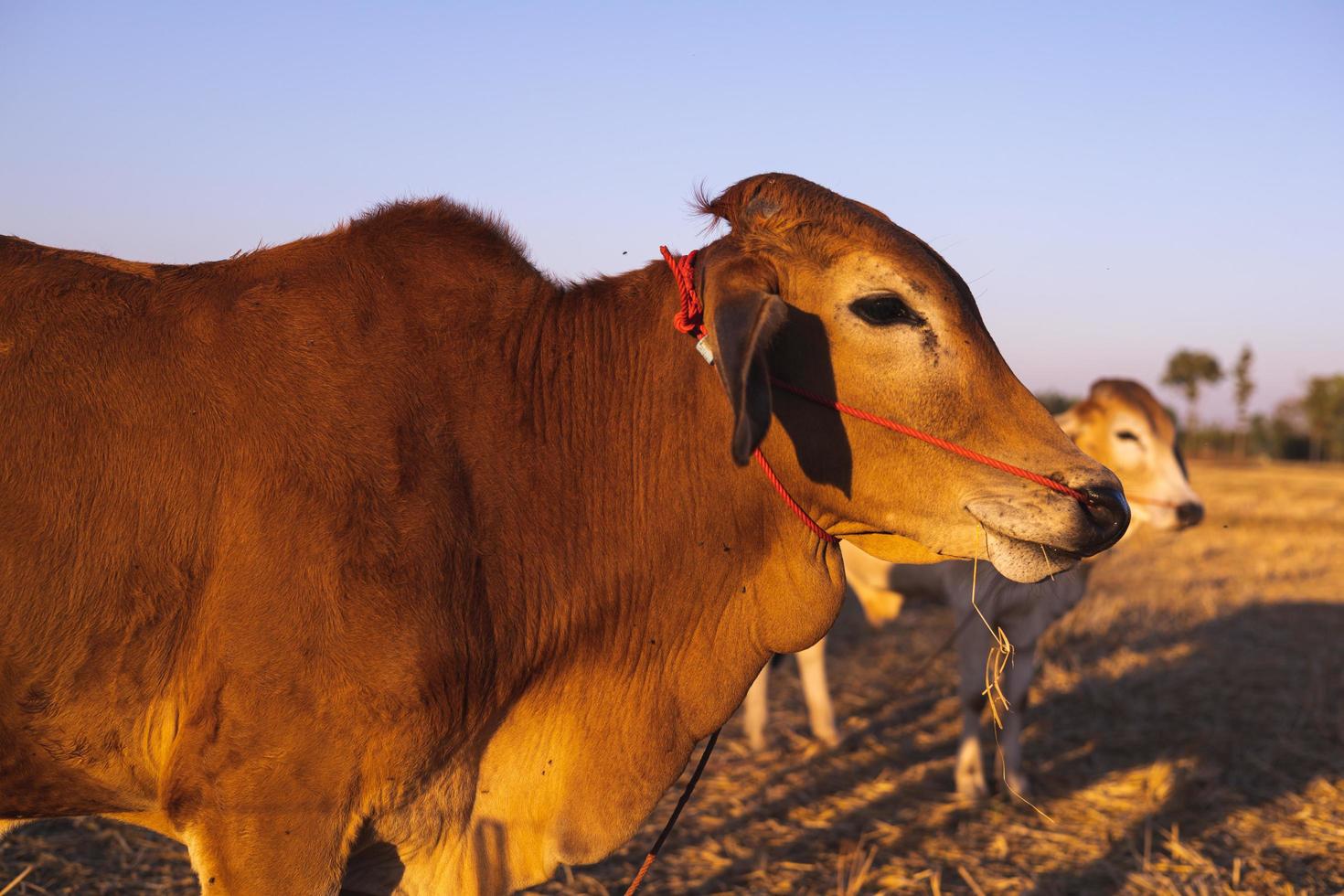 Thai cow in field which traditional cow in urban, Cow in field on sunset photo