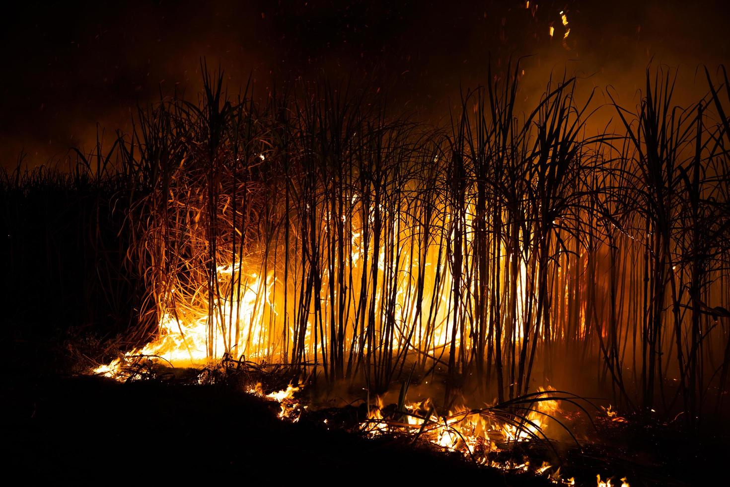 Sugar cane is burned to remove the outer leaves around the stalks before harvesting photo