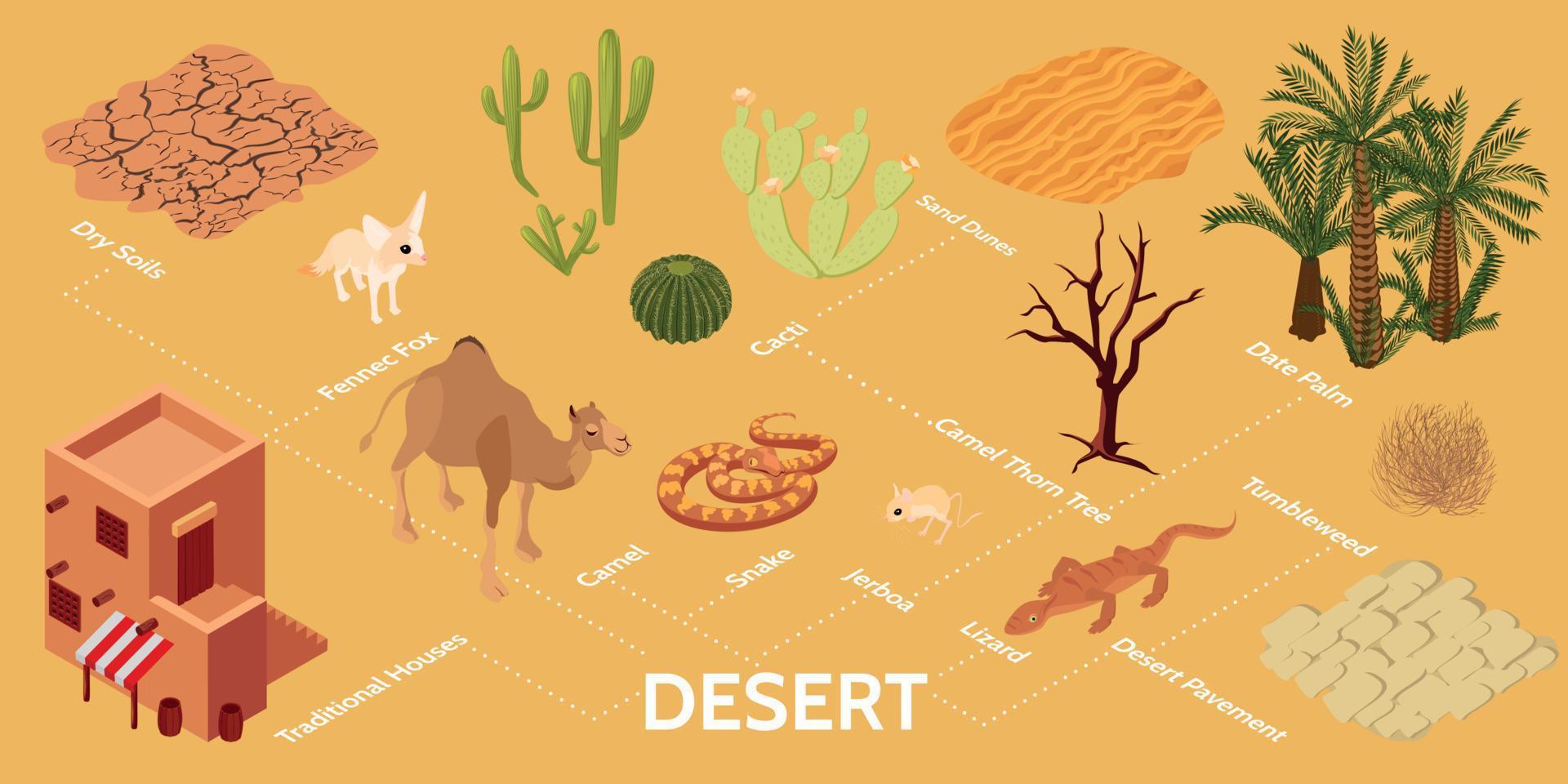 Desert Isometric Infographics vector