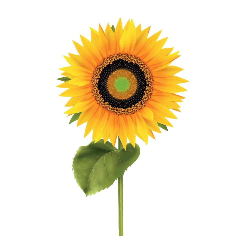 Sunflower Realistic Sign vector