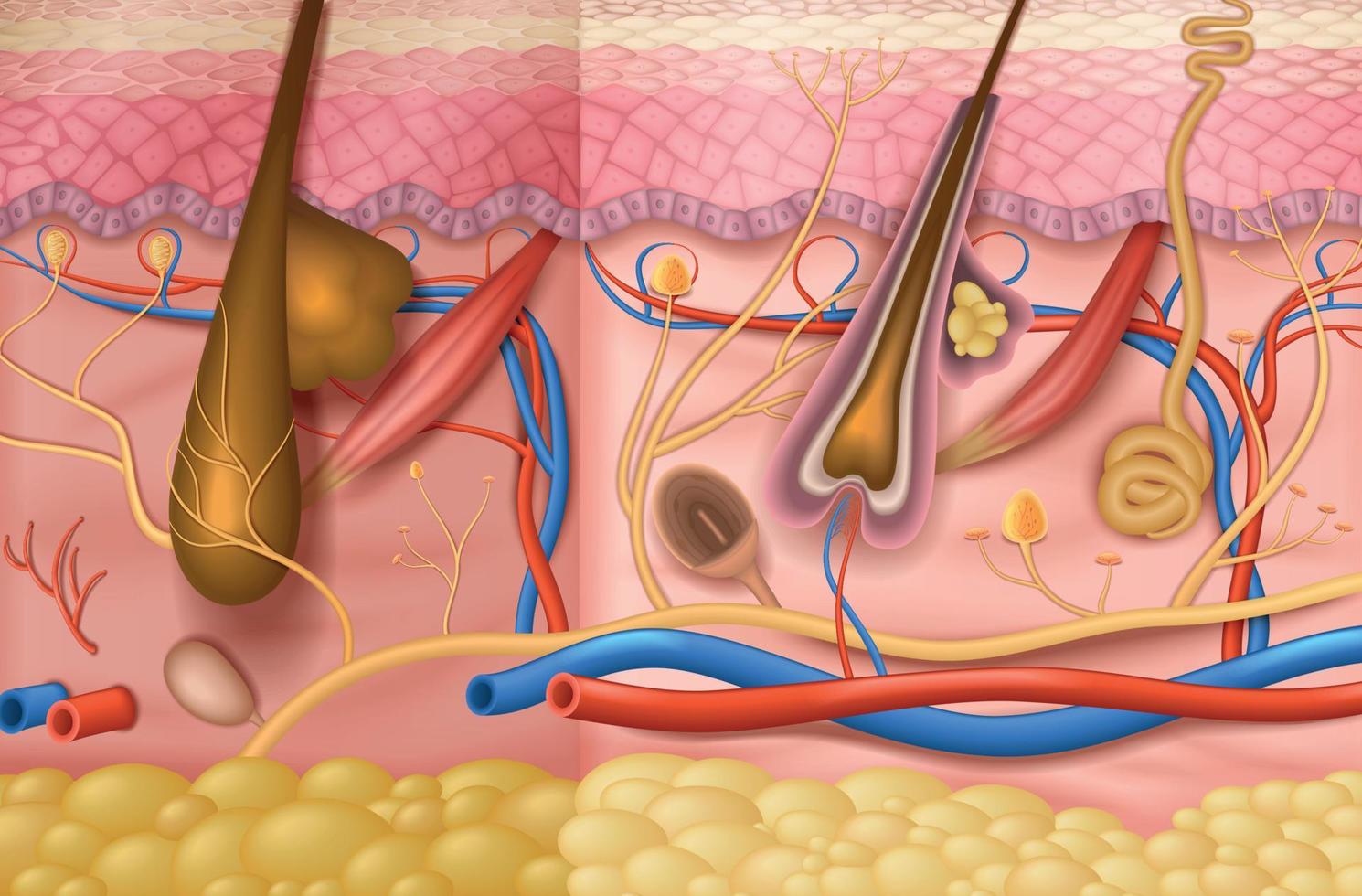 fondo de anatomía de la piel humana vector