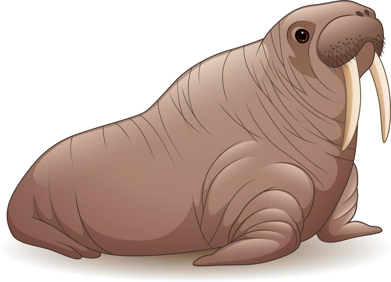 Cartoon walrus isolated on white background vector