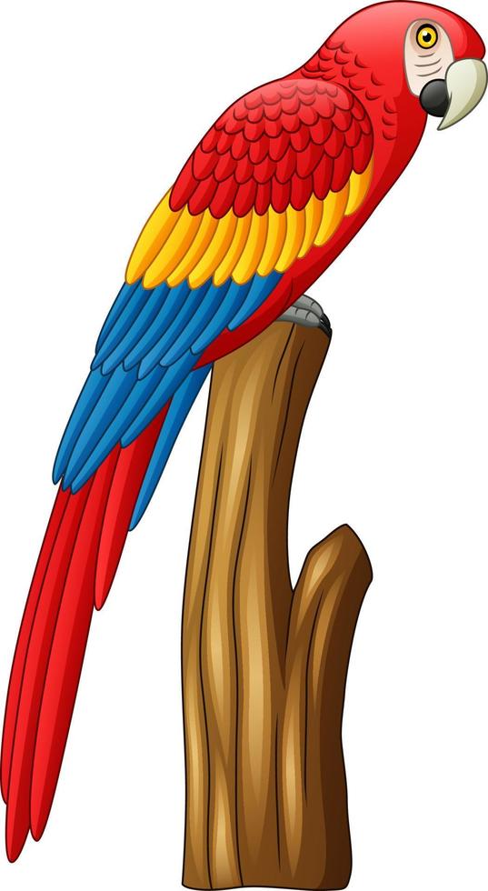 Cartoon macaw bird vector