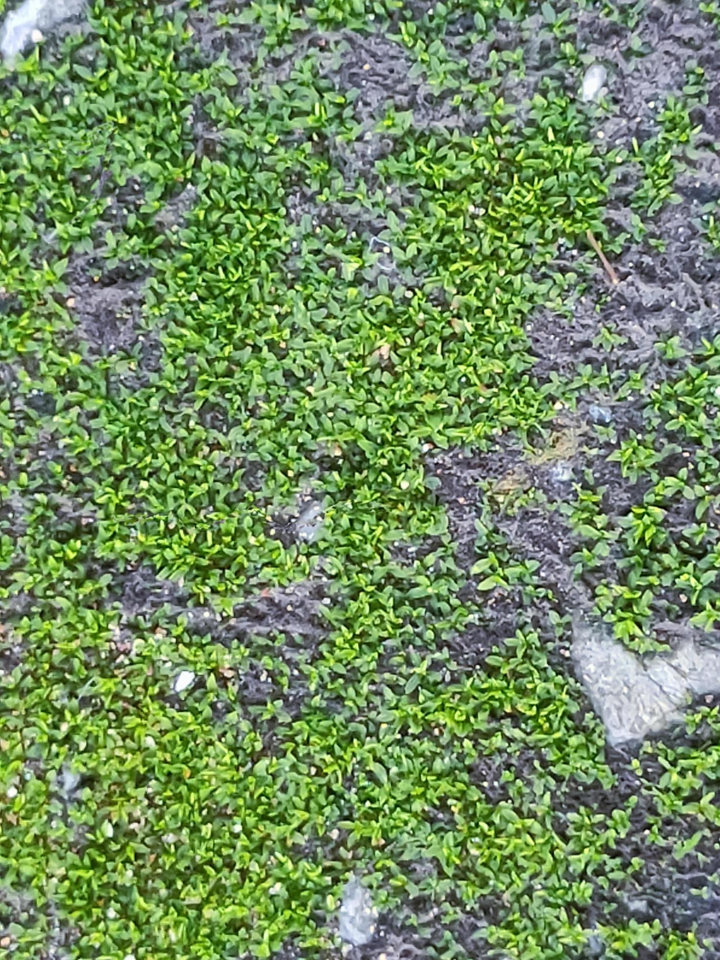 Plant moss green tones on rough rock nature texture background suitable for  graphic design fill text 8388932 Stock Photo at Vecteezy