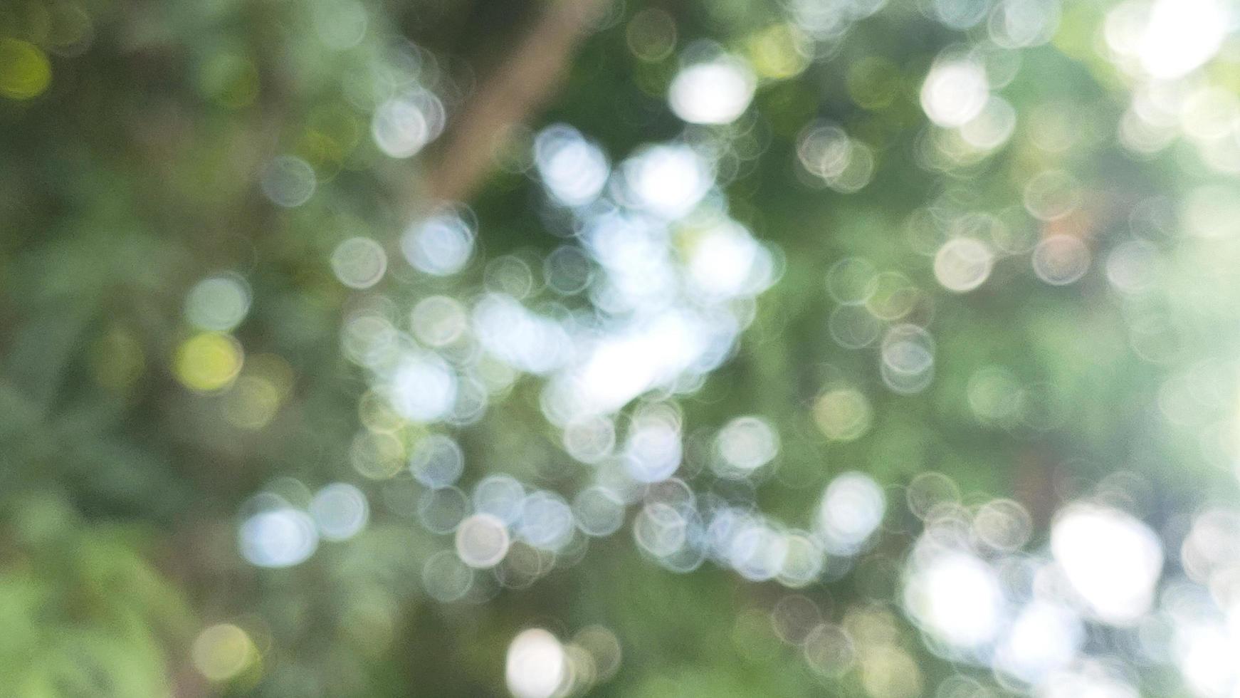 Bokeh abstract nature tree green refreshing background suitable for text fill graphic design decorative agriculture photo