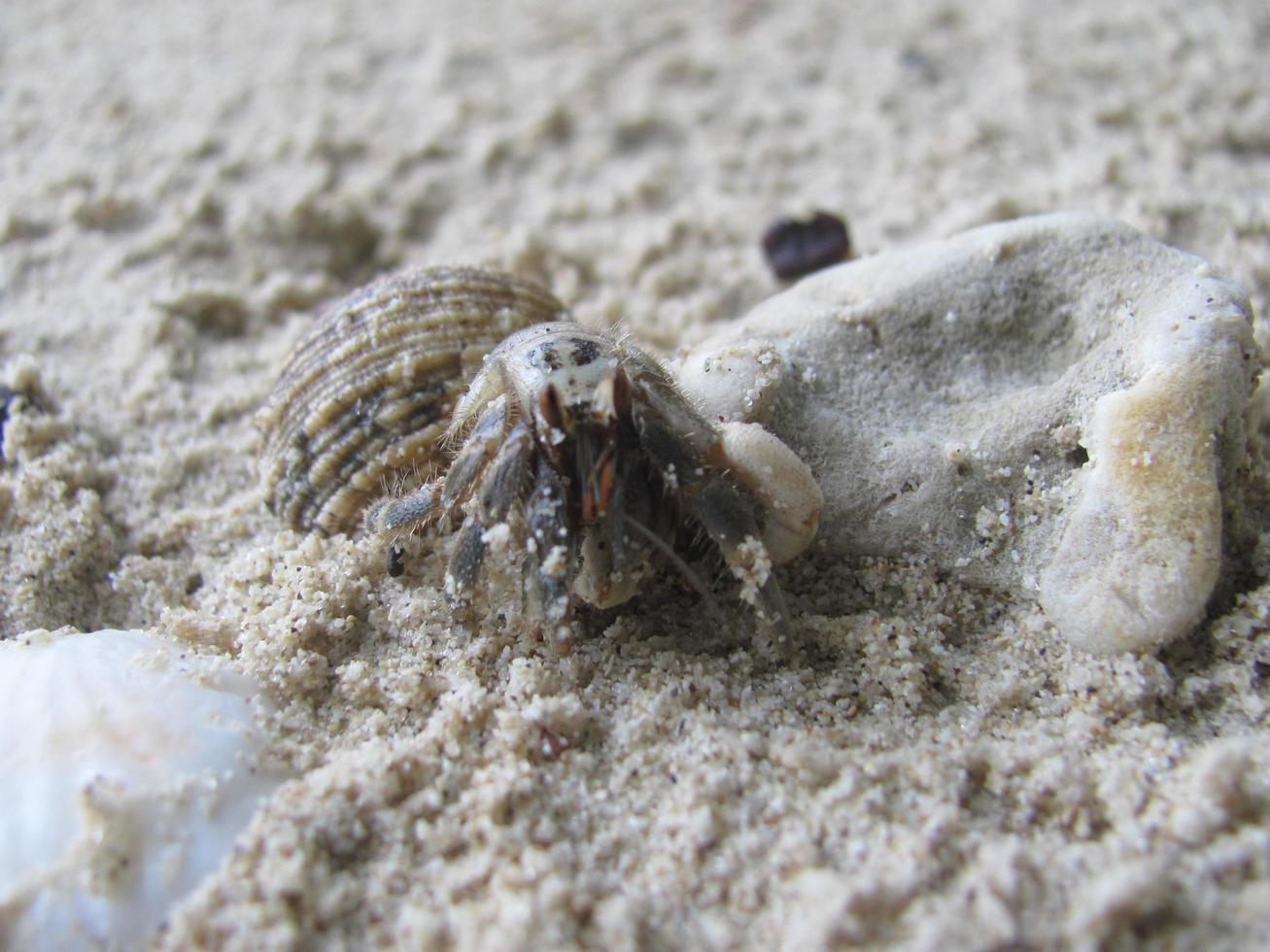 Small Animal in Beach photo