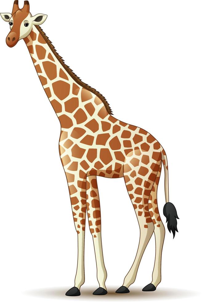 Cartoon giraffe isolated on white background vector