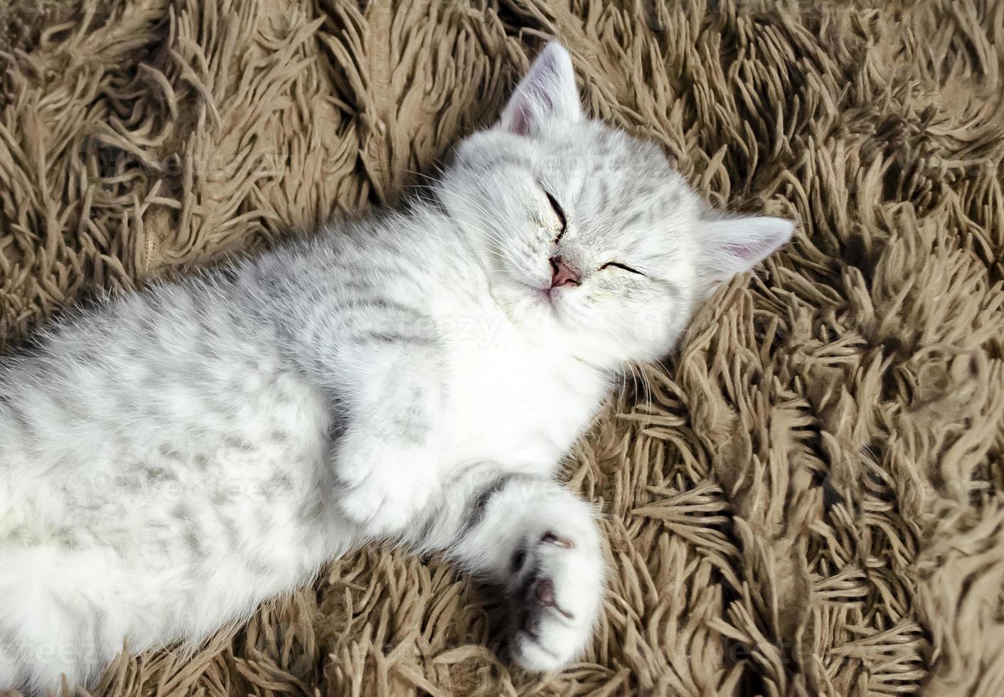 el gato duerme aislado en la alfombra. concepto veterinario foto