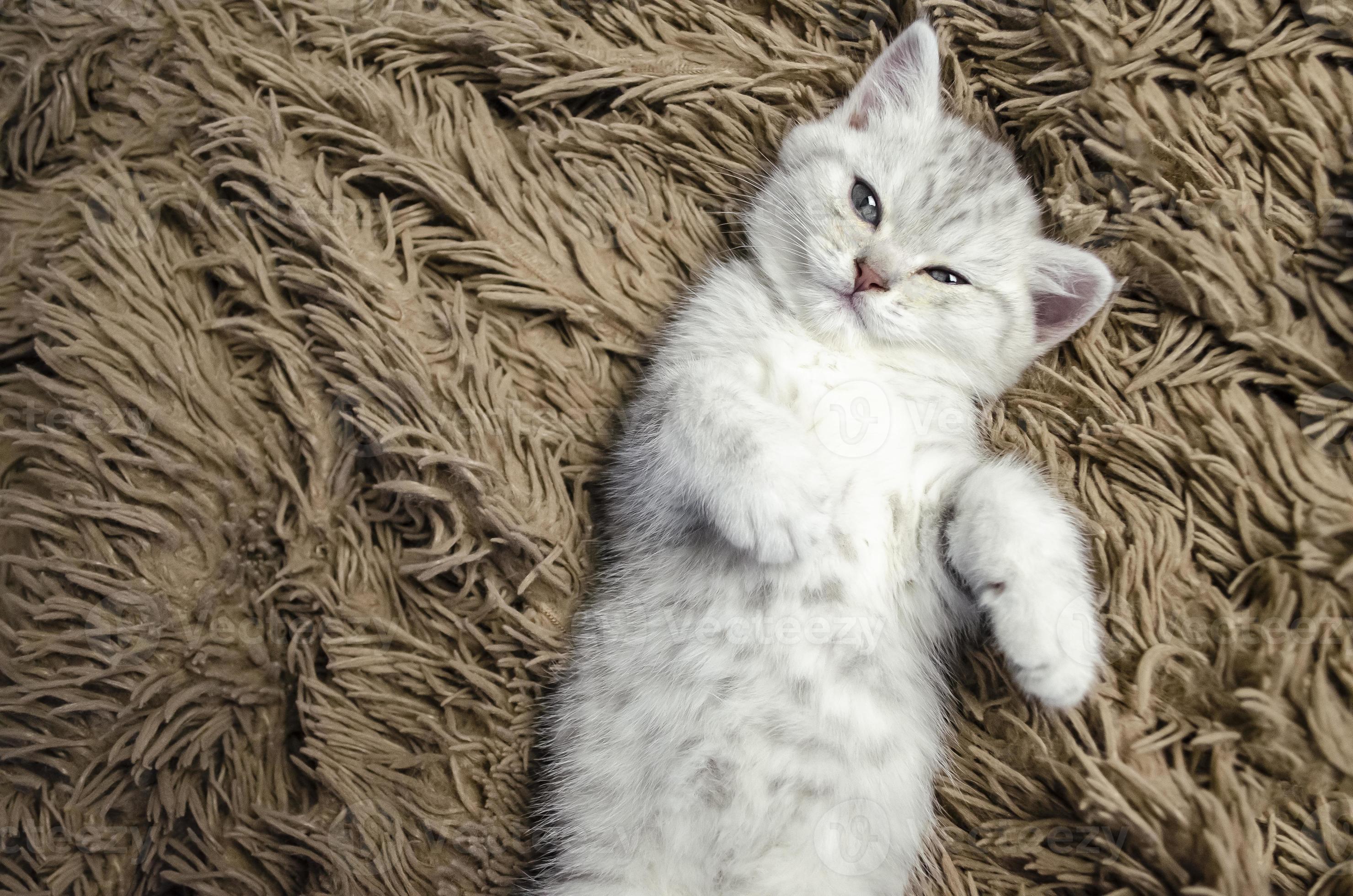 Portrait of a cute white kitten who lies on a carpet 8390155 Stock