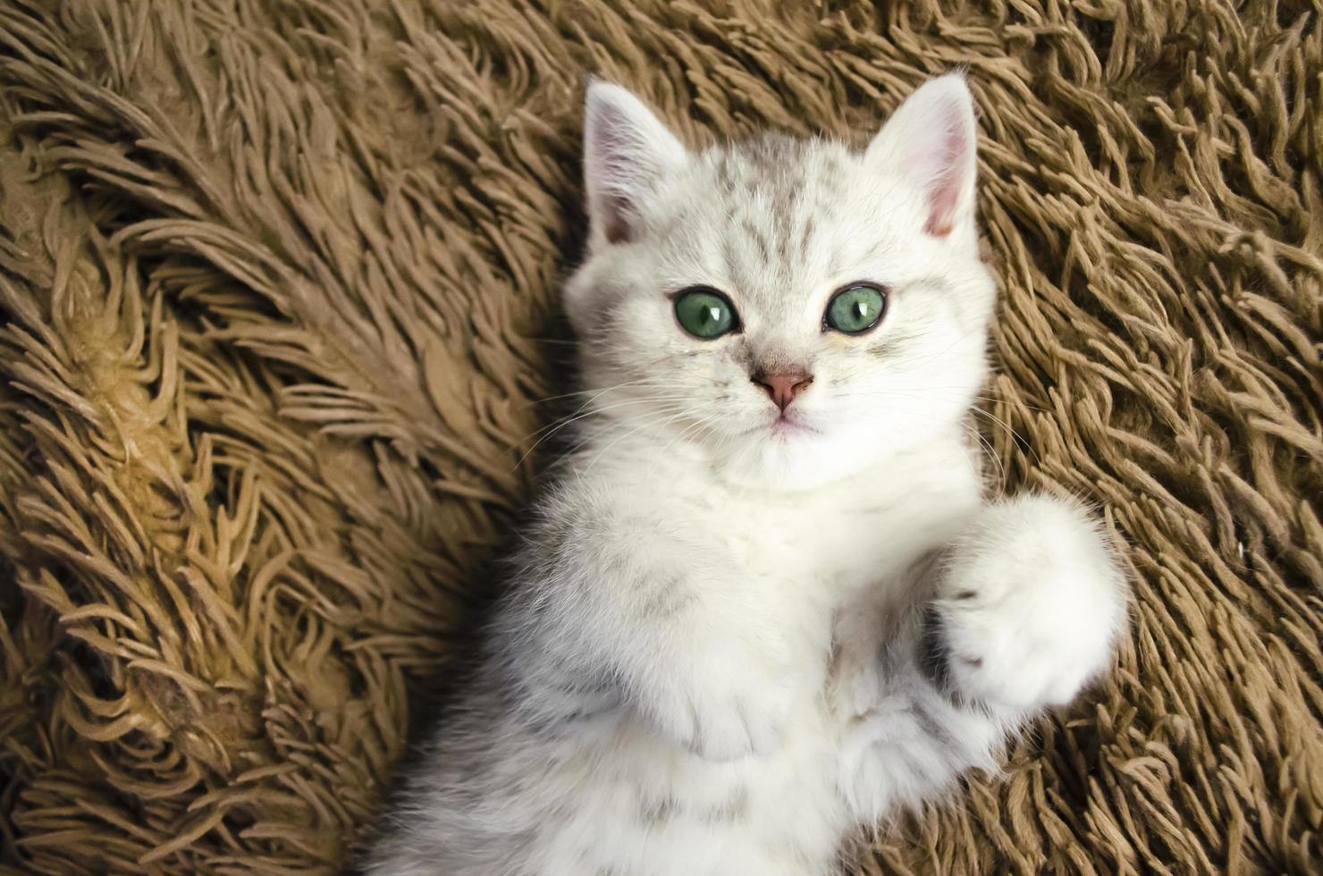 cute green eye kitty on brown background photo