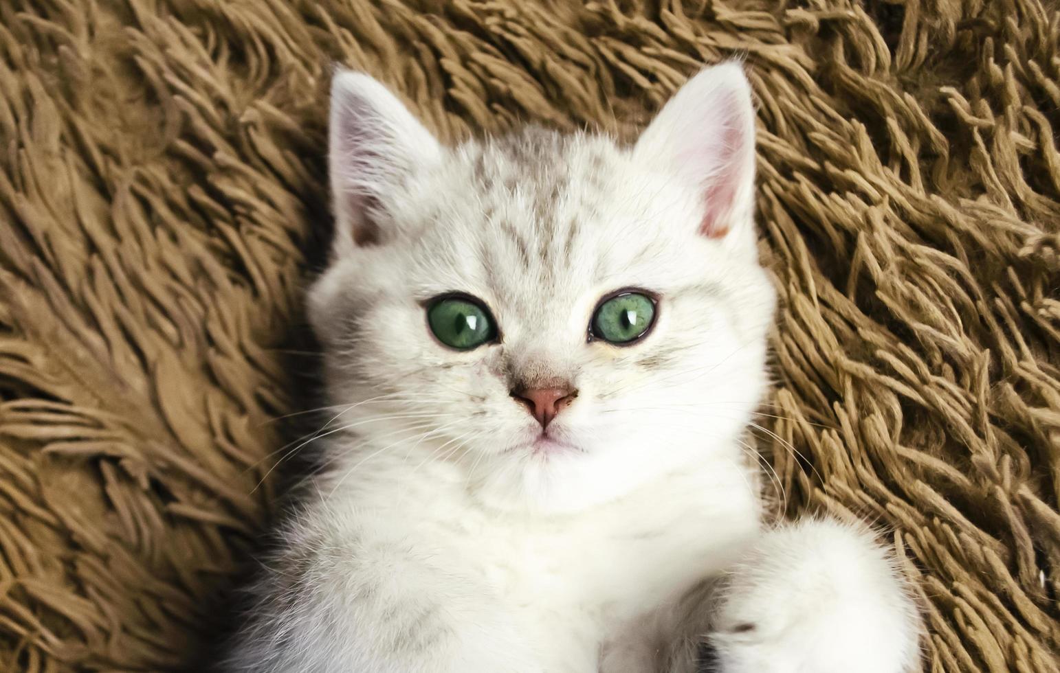 cute green eye kitty on brown background photo