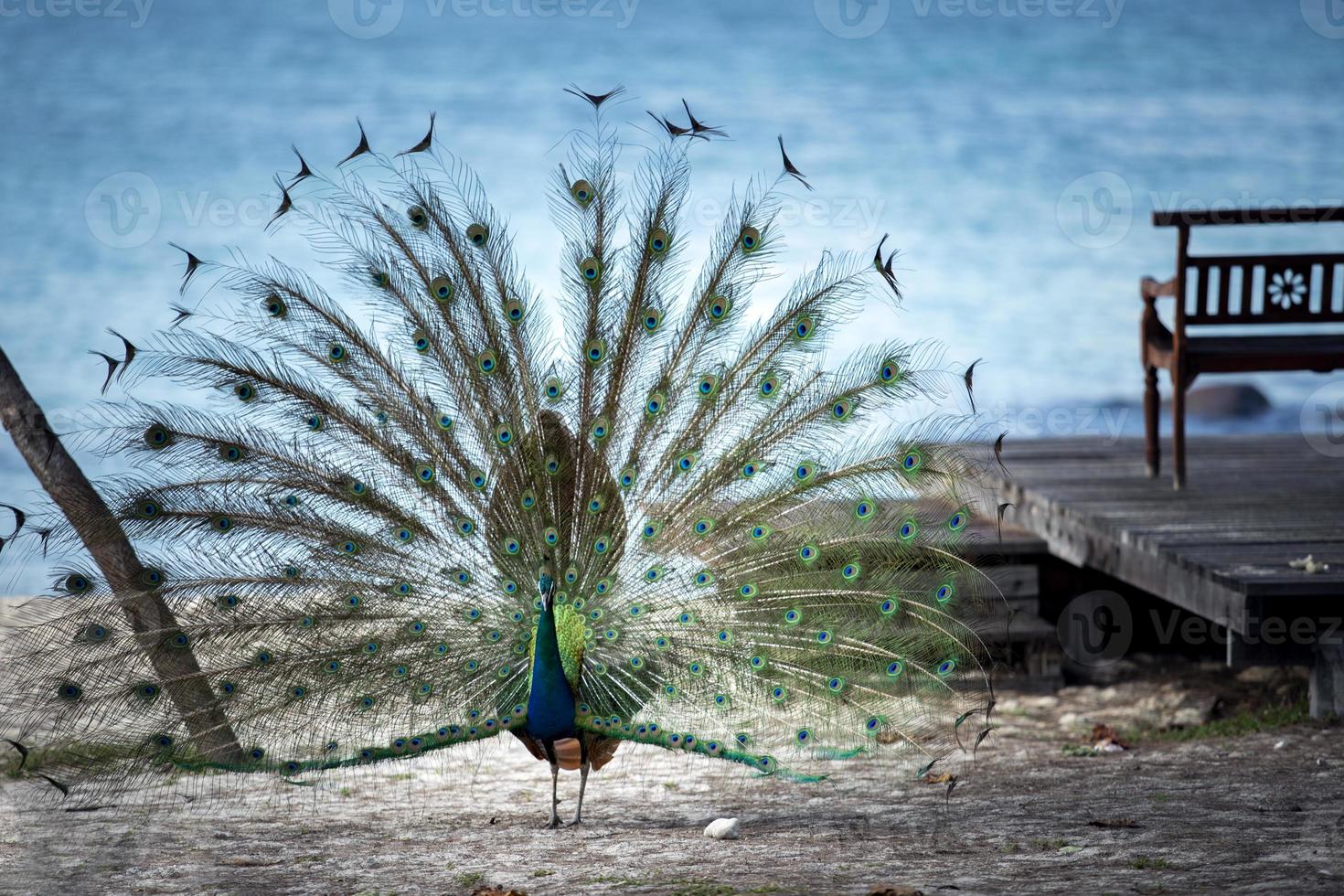 beautiful male indian pheasant standing against blue sea photo