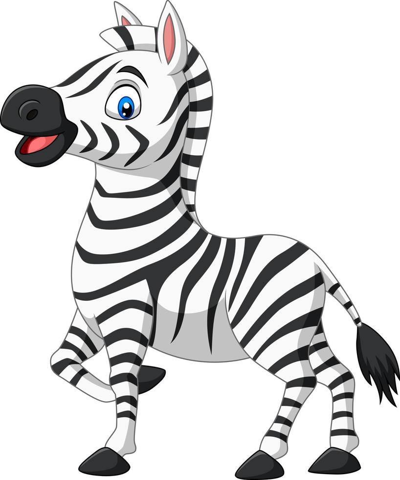 Cute baby zebra posing isolated on white background vector