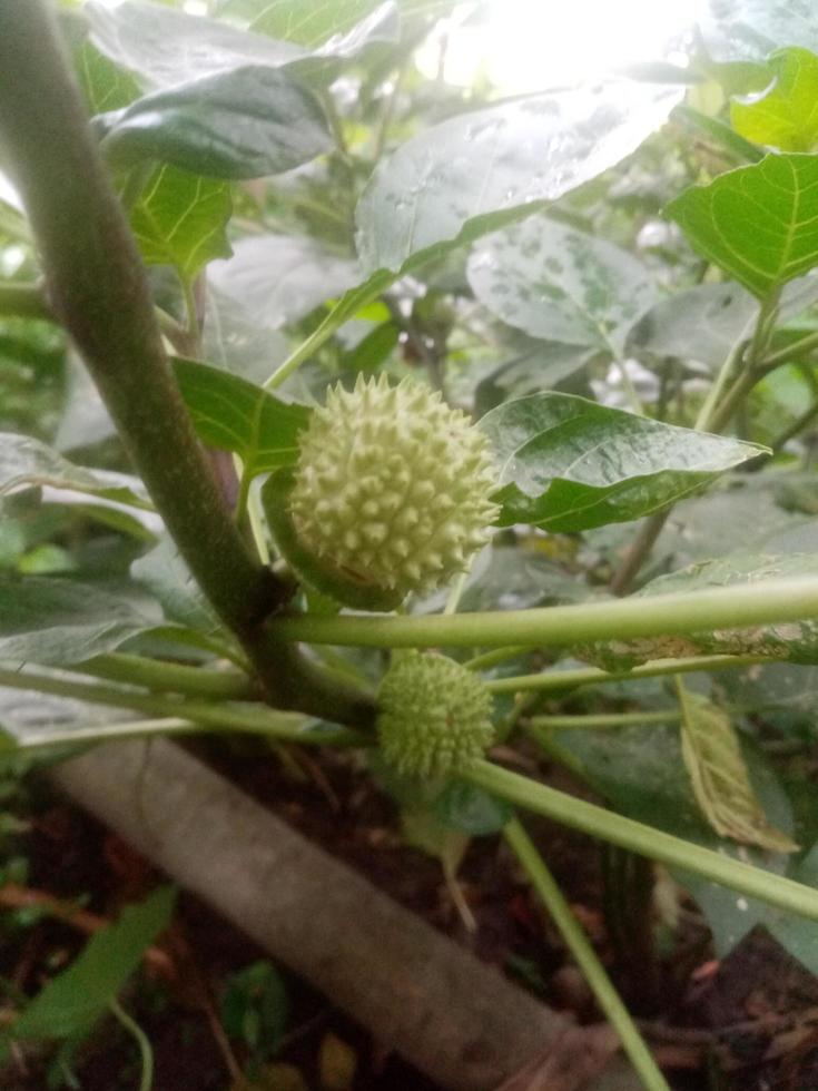 datura, fondos de pantalla, foto de belleza