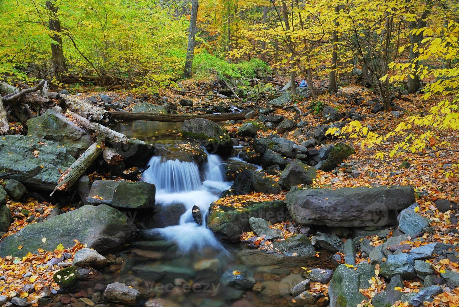 creek forest view photo