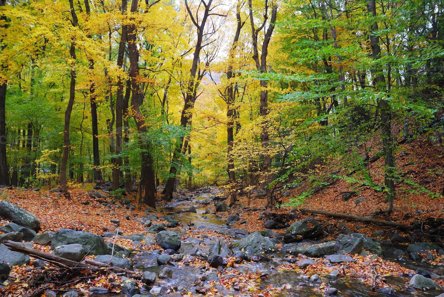 Autumn woods view photo