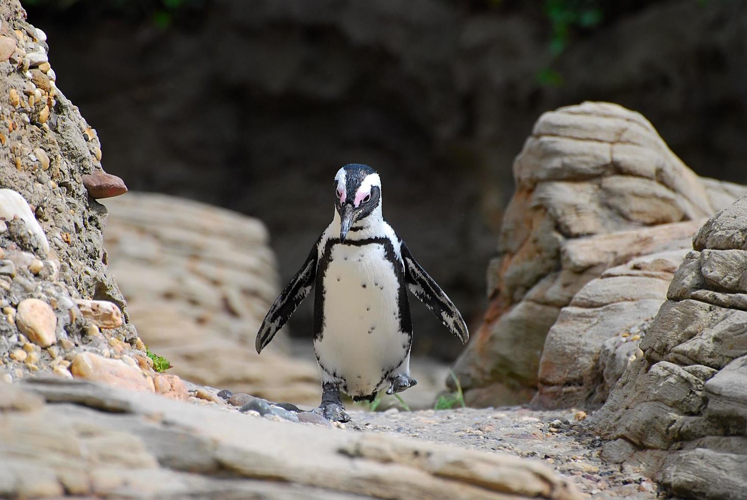 boston, ma, 2011 - pingüino caminando foto