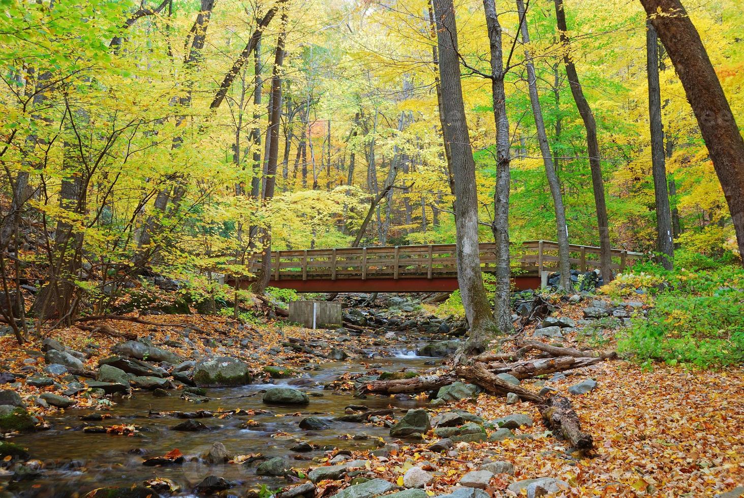 wood bridge view photo