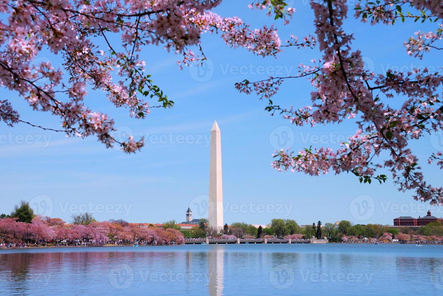 Washington DC blossoms photo
