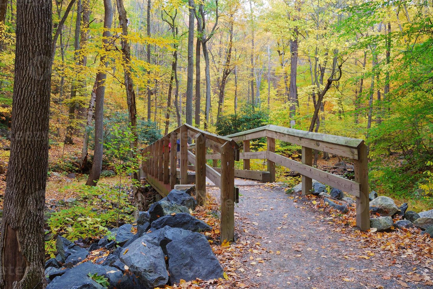 wood bridge view photo