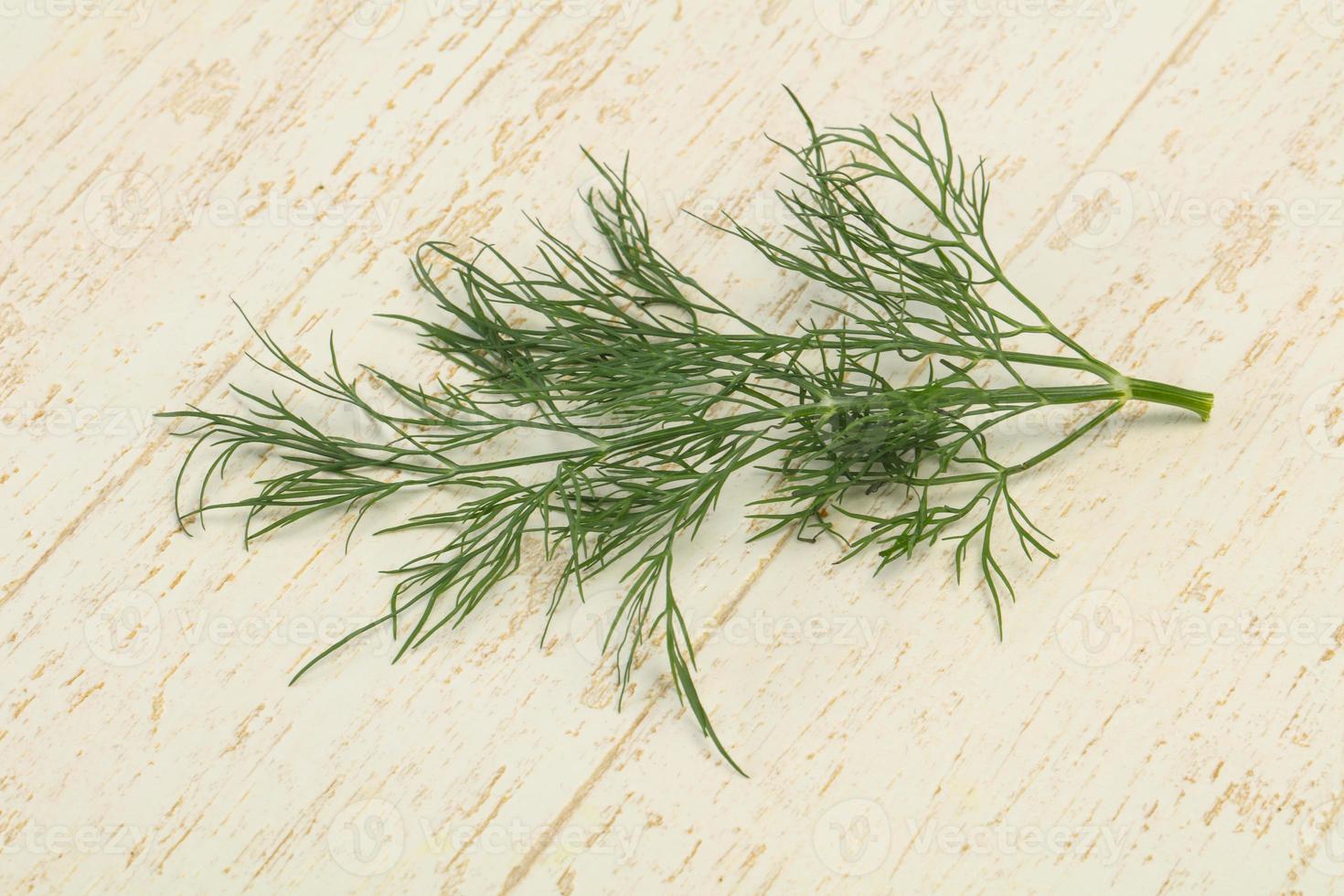 Fresh green dill herb branch photo