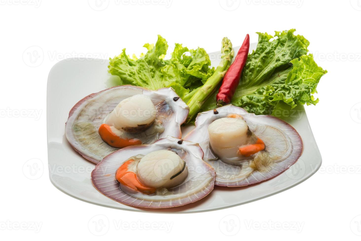 Raw fresh scallop photo