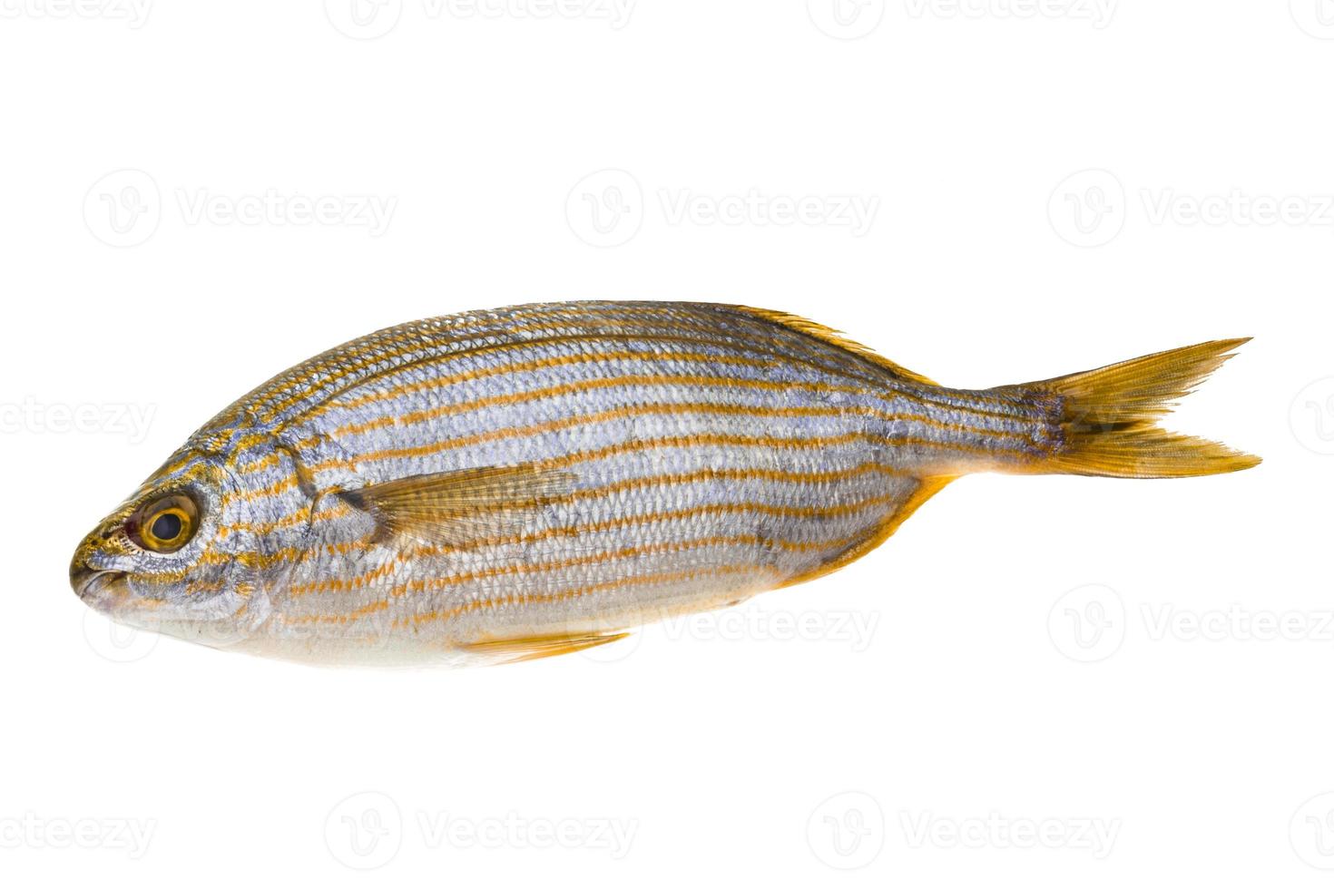 Salema porgy - sarpa fish photo