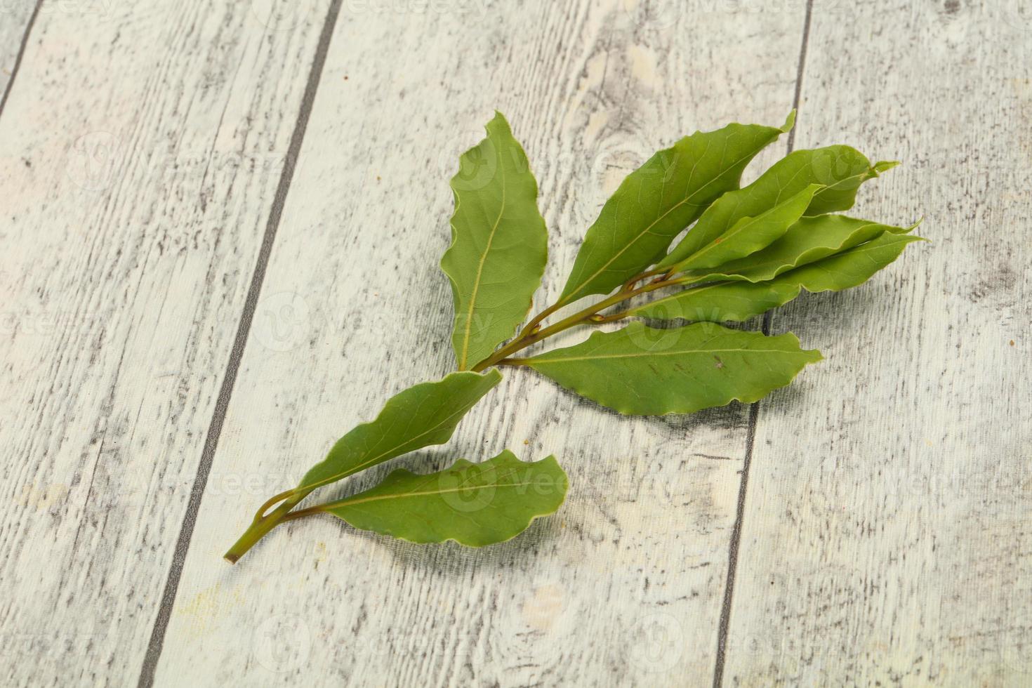 Green laurel leaves on the branch photo