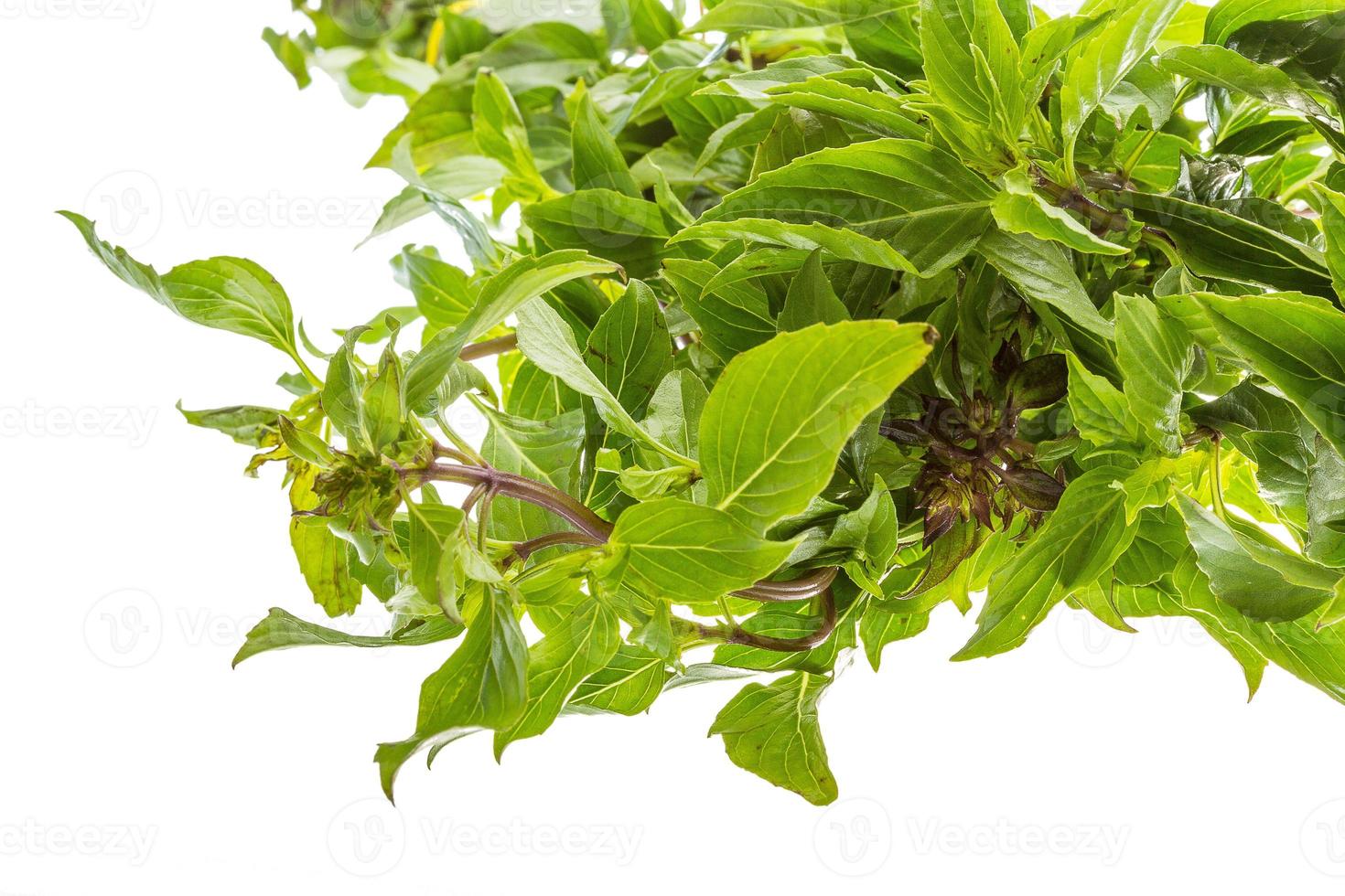 pepper mint on white photo