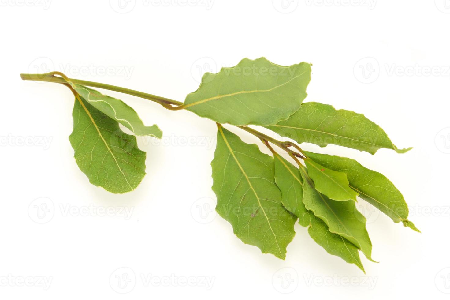 Green laurel leaves on the branch photo