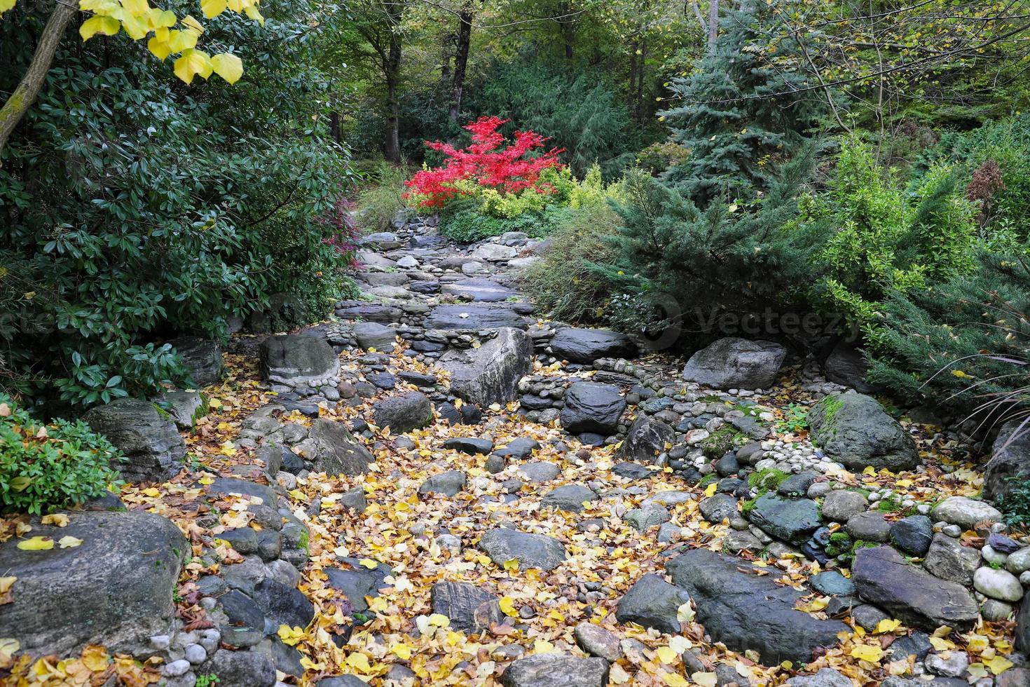 Stream bed and forest during autumn photo